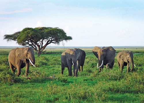 Indian Elephants on emaze