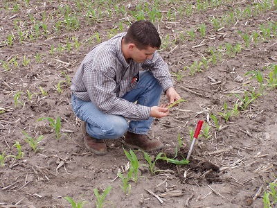 Corn provides food for livestock and humans, and needs to be nurtured