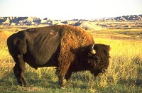 buffalo