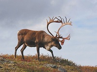 caribou