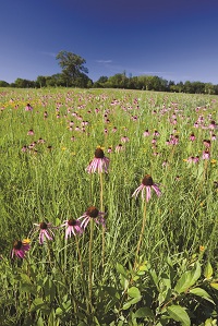 prairie view