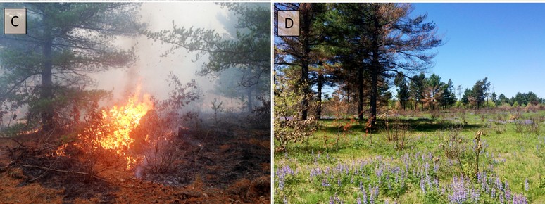 prescribed burn
