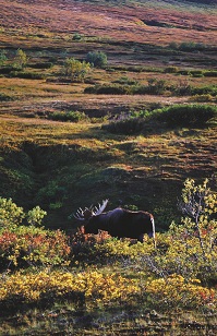 tundra scape