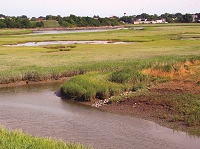 wetlands