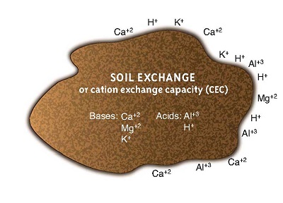 Soil cation exchange capacity